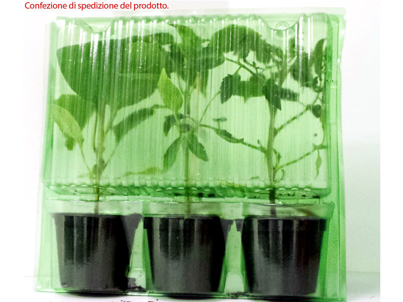 3 PIANTE IN VASO Ø10CM DI PEPERONE QUADRATO ROSSO OFANTO