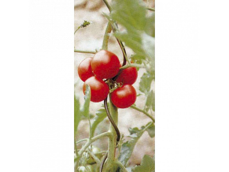 TUTORE SPIRALE 200CM PER POMODORI
