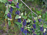 AMELANCHIER ALNIFOLIA (1 PIANTA)