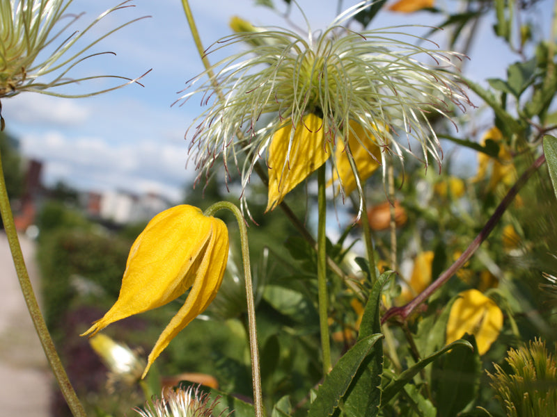CLEMATIS TIBETANA  TANGUSTICA BIL VASO 16CM
