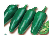 PIANTA DI PEPERONCINO JALAPENO (IN VASO Ø 14CM)