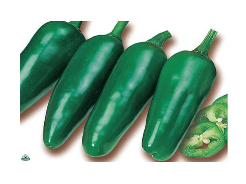 PIANTA DI PEPERONCINO JALAPENO (IN VASO Ø 14CM)
