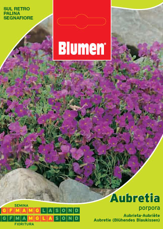 BUSTINA CON SEMI DI AUBRETIA PORPORA