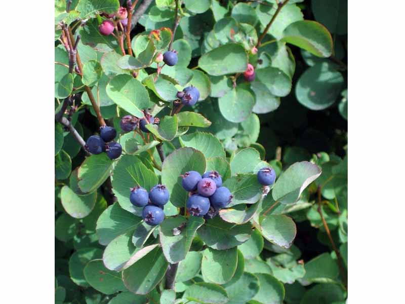 AMELANCHIER ALNIFOLIA (1 PIANTA)