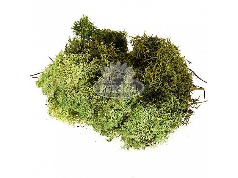 OFFERTA 3 LICHENE VERDE PER PRESEPE 30 GR