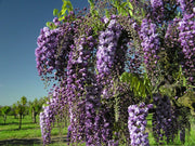 GLICINE WISTERIA FLORIBUNDA NAGA NODA VASO 15CM