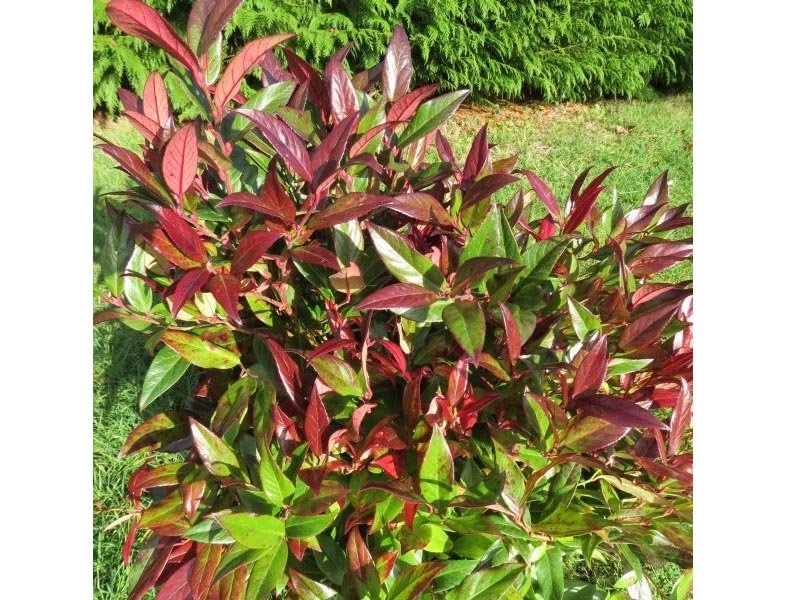 LEUCOTHOE ZEBLID VASO 17CM