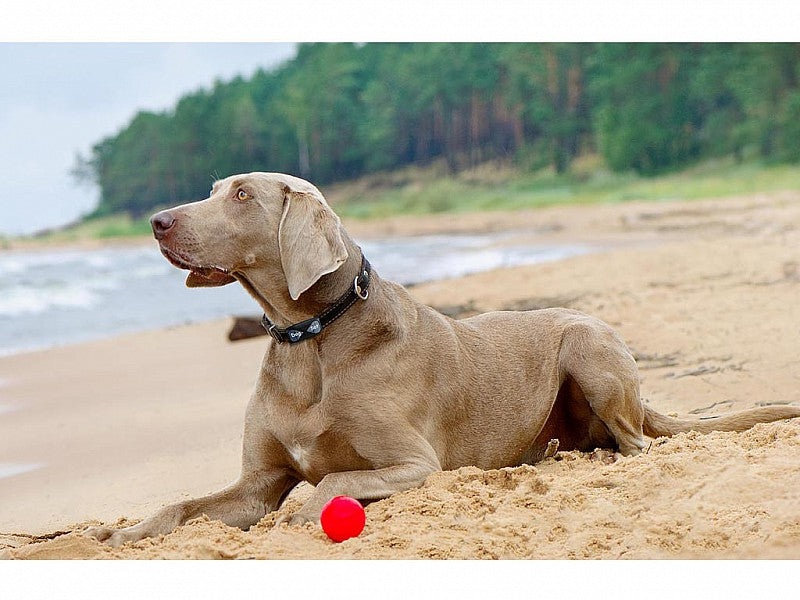 DOG SAT IL LOCALIZZATORE GPS PER CANI