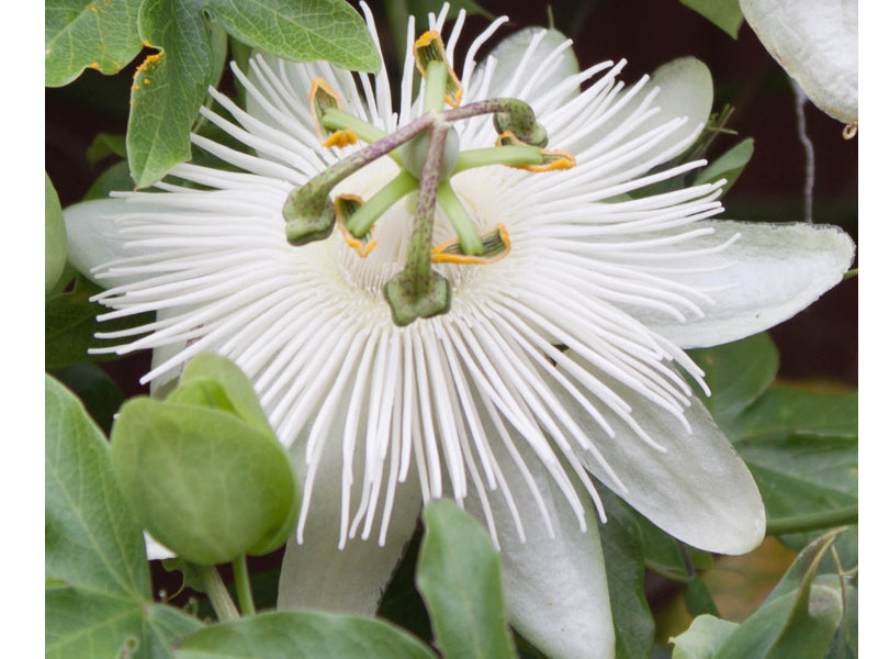 PASSIFLORA CONSTANCE ELLIOT VASO 16CM