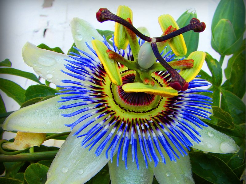 PASSIFLORA CAERULEA IN VASO 15CM