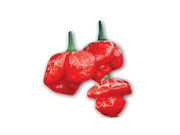 PIANTA DI PEPERONCINO TRINIDAD SCORPION ROSSO (IN VASO Ø 14CM)