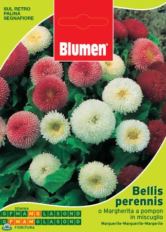 BUSTINA CON SEMI DI BELLIS PERENNIS O MARGHERITA A POMPON