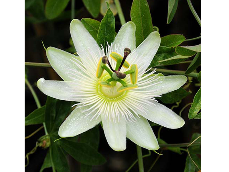 PASSIFLORA CONSTANCE ELLIOT VASO 16CM