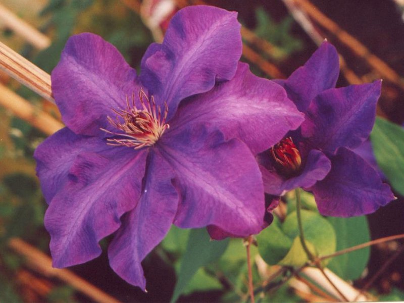 CLEMATIDE CLEMATIS JACK. JACKMANII (1 PIANTA) VASO 16CM