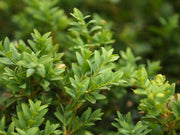 BOSSO BUXUS SEMPERVIRENS VASO 19CM