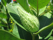 ASCLEPIAS SYRIACA (1 PIANTA)