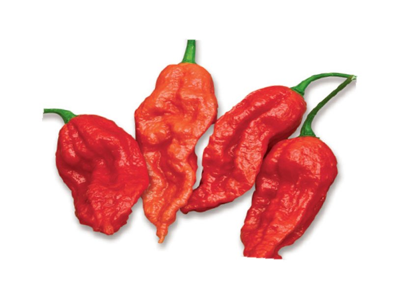 PIANTA DI PEPERONCINO NAGA MORICH (IN VASO Ø 14CM)