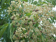EVODIA ALBERO DEL MIELE (1 PIANTA)