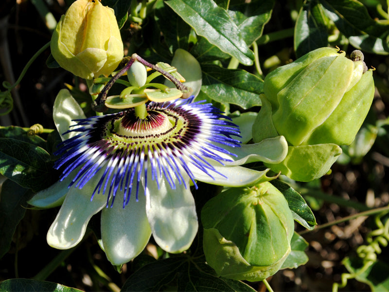 PASSIFLORA CAERULEA IN VASO 15CM