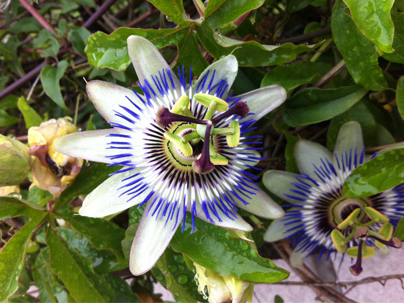 PASSIFLORA CAERULEA IN VASO 15CM
