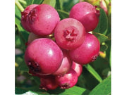 MIRTILLO ROSA PINK LEMONADE (1 PIANTA)