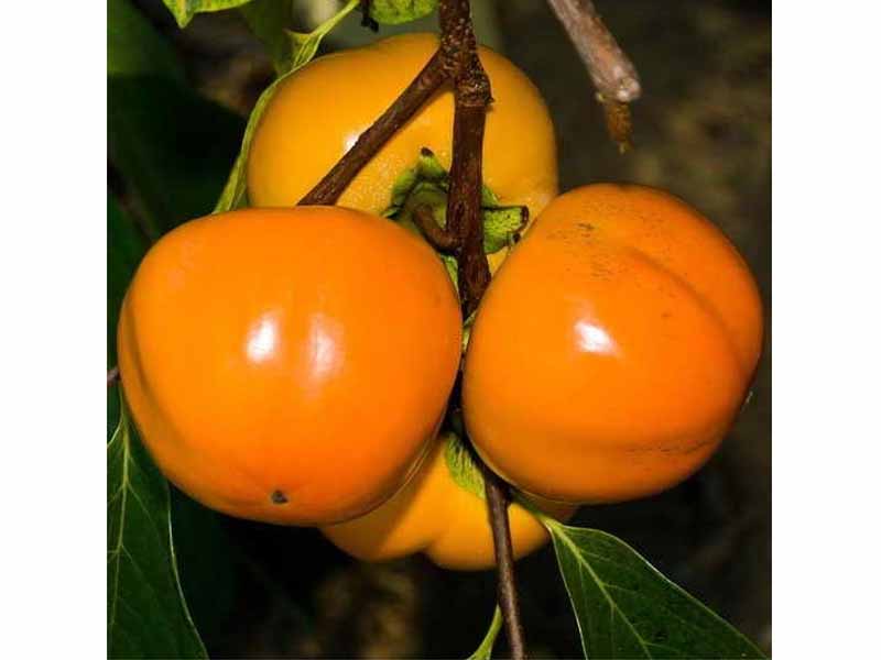 KAKI MELA (1 PIANTA)