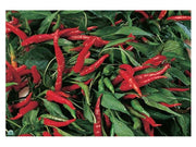 3 PIANTE IN VASO Ø 10CM DI PEPERONCINO DIAVOLICCHIO