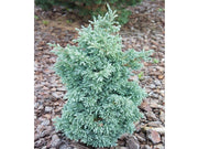 CHAMAECYPARIS PISIFERA BABY BLUE (1 PIANTA)