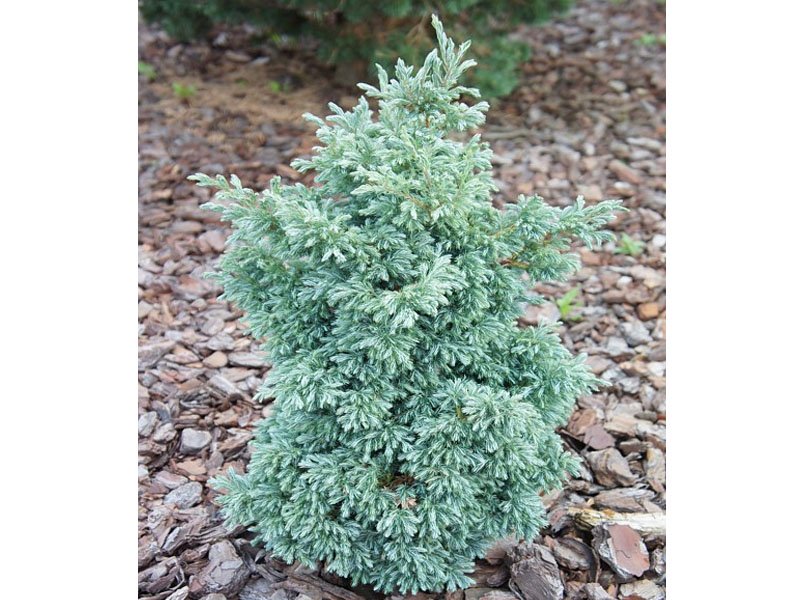 CHAMAECYPARIS PISIFERA BABY BLUE (1 PIANTA)