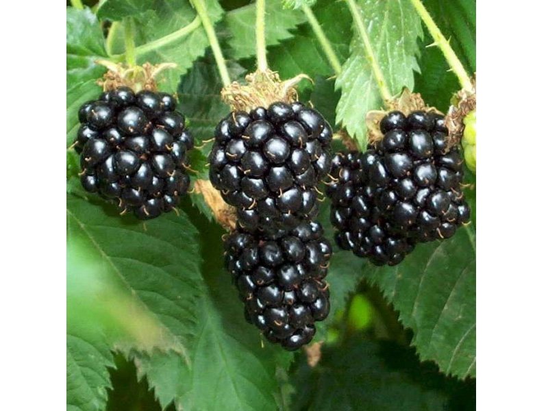 MORA CHESTER RUBUS FRUTICOSUS (1 PIANTA)