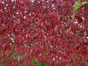 PARTHENOCISSUS QUINQUEFOLIA VASO 18CM