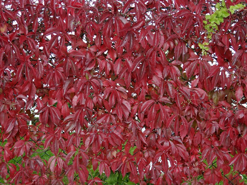PARTHENOCISSUS QUINQUEFOLIA VASO 18CM