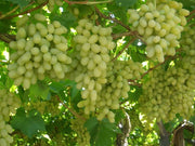 UVA REGINA BIANCA (1 PIANTA)