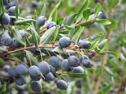 MIRTO IN VASO 14CM