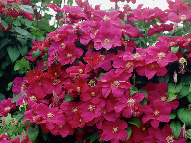 CLEMATIS ROUGE CARDINAL VASO 16CM