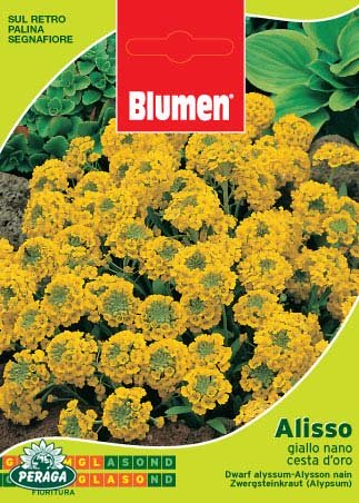 BUSTINA CON SEMI DI ALISSO GIALLO NANO CESTA D'ORO