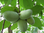 ASIMINA TRILOBA BANANO DEL NORD (1 PIANTA)