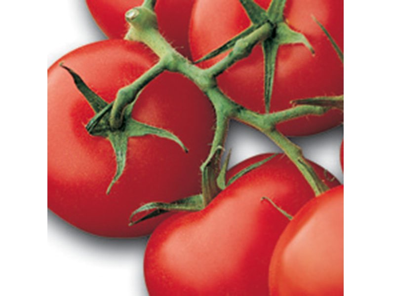 3 PIANTE IN VASO Ø10CM DI POMODORO ROSSO A GRAPPOLO HORUS