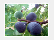 FICO BROGIOTTO NERO (1 PIANTA)