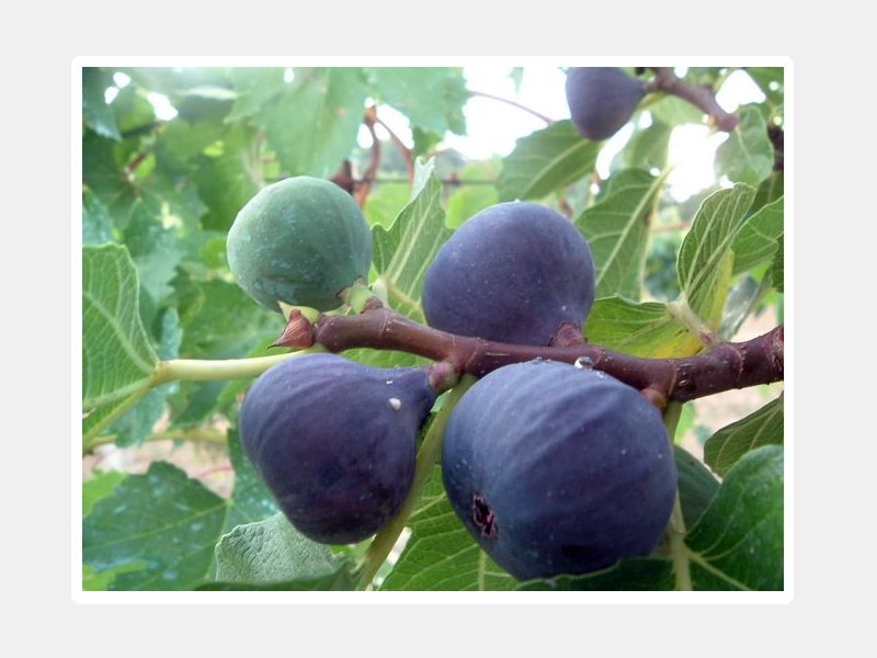 FICO NERO VASO 5LT (1 PIANTA)