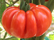 3 PIANTE IN VASO Ø10CM DI POMODORO COSTOLUTO FIORENTINO NOVOLI