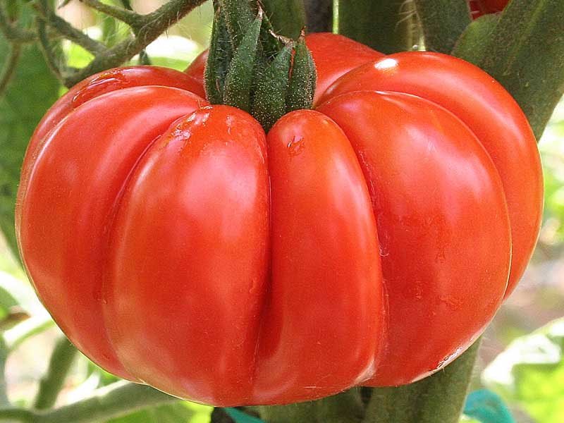 3 PIANTE IN VASO Ø10CM DI POMODORO COSTOLUTO FIORENTINO NOVOLI