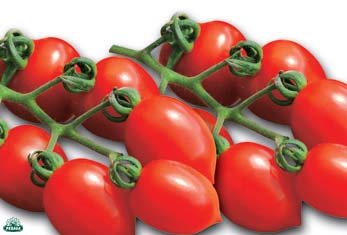 3 PIANTE IN VASO Ø 10CM DI POMODORO PENDOLINO O PRINCIPE BORGHESE