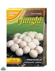MICELIO ESSICATO DI FUNGO PRATAIOLO CONFEZIONE DA 100GR.