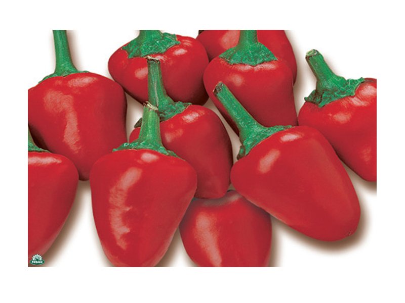 PIANTA DI PEPERONCINO PANCHO (IN VASO Ø 14CM)
