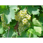 UVA DA TAVOLA FRAGOLA BIANCA IN VASO 17CM