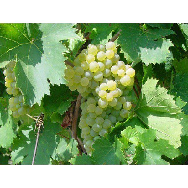 UVA DA TAVOLA FRAGOLA BIANCA IN VASO 12CM