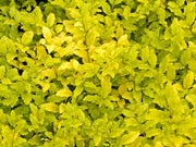 LIGUSTRUM LEMON AND LIME IN VASO 18CM