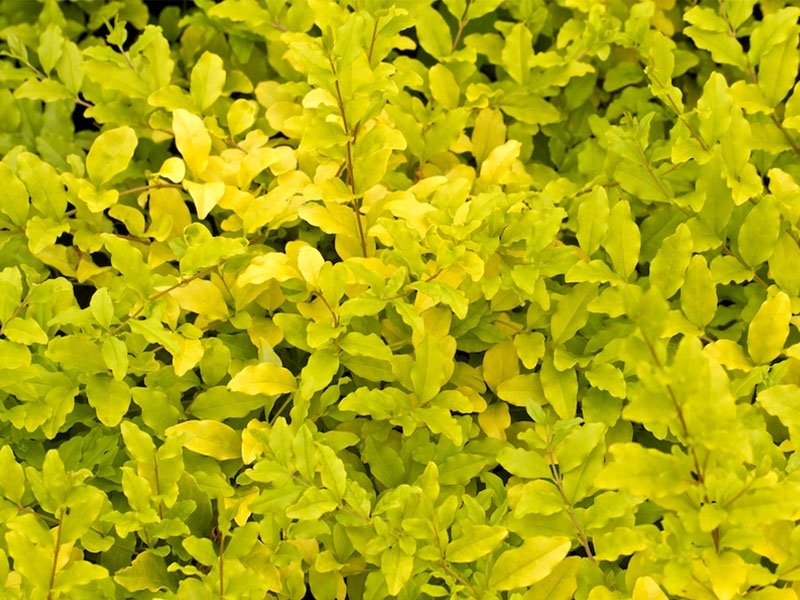LIGUSTRUM LEMON AND LIME IN VASO 18CM