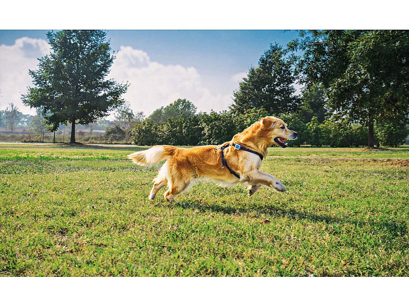 KIPPY RILEVATORE DI POSIZIONE GPS PER CANI E GATTI